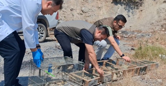 Kahramanmaraş’ta kaçak saka kuşu avına operasyon: 175 kuş kurtarıldı