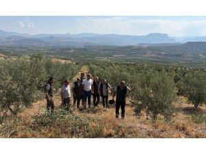 Zeytin ağaçlandırması orman köylüsüne gelir kapısı oluyor