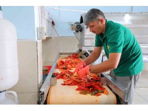 Kahramanmaraş’ta biber salçası mesaisi başladı