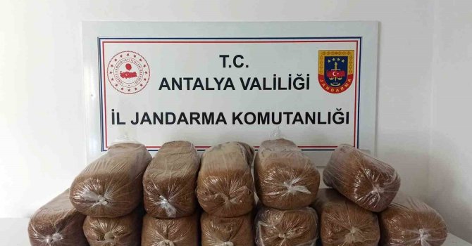 Antalya’da üç ilçede kaçak tütün operasyonu: 785 kilogram tütün ele geçirildi