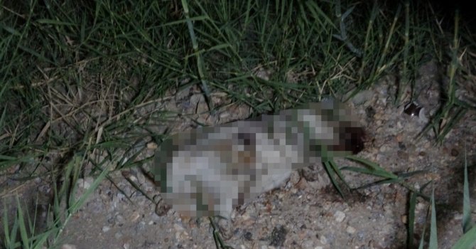 ATV aracın çarptığı yavru köpeğin taşla öldürüldüğü iddiası ortalığı karıştırdı
