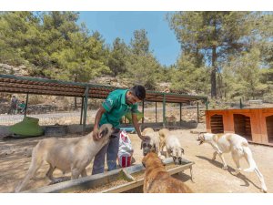 Mersin’de 3 bin 295 kedi ve köpek yeni yuvasına kavuştu