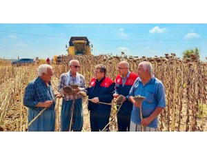 Tarsus’ta ayçiçeğinde 4 bin 485 ton rekolte bekleniyor