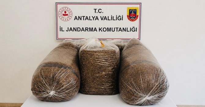 Antalya’da kaçak tütün operasyonunda 365 kilo tütün ele geçirildi