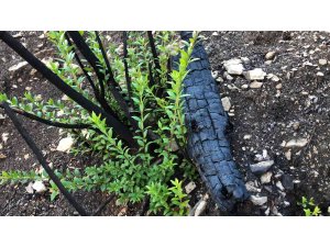 Sütçüler’de küle dönen orman yeşillenmeye başladı