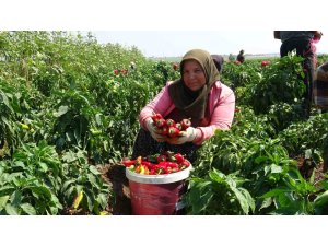 Kavurucu sıcakta acı hasatta çalışan işçiler ellerini yüzlerine süremiyorlar