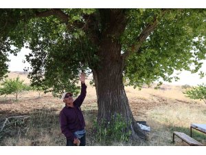 Kahramanmaraş’ta 300 yıllık kavak ağacı
