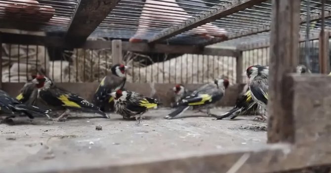 Adana’da saka kuşlarını kaçak avlayan kişiye 297 bin 608 lira ceza