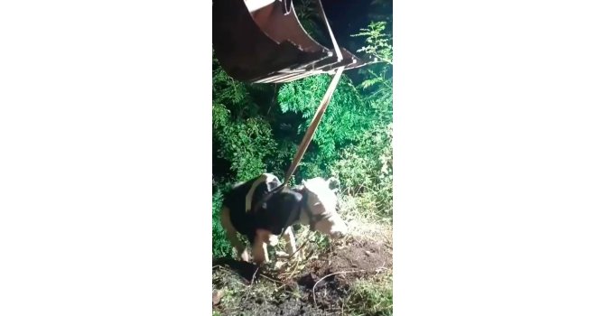 İskenderun’da uçurumdan düşen inek iş makinesiyle kurtarıldı