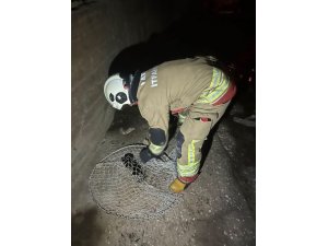 İskenderun ve Arsuz’da mahsur kalan hayvanlar kurtarıldı