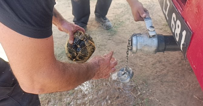 Alevlerden korunmak için kendini toprağa gömmeye çalışan kaplumbağayı ekipler kurtardı