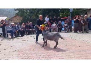 Mut’ta ’keçi güzellik yarışması’ düzenlendi