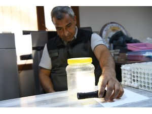 Yeşil vatanın sessiz koruyucuları laboratuvarda yetiştiriliyor