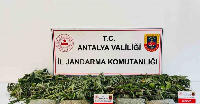 Alanya’da uyuşturucu operasyonunda 24 kök kenevir ve 2 kilo 642 gram esrar ele geçirildi