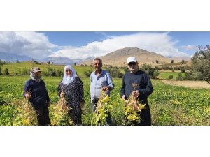 Coğrafi işaretli kuru fasulye hasadı başladı