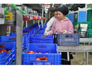 Ağustos ayında domates işlem miktar endeksi yüzde 56,70 azaldı