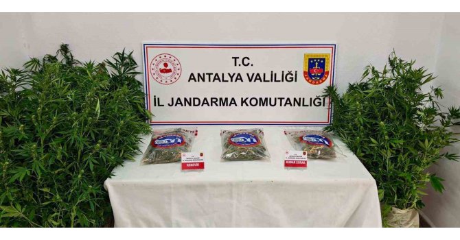 Gazipaşa’da 146 kök kenevir ve 1 kilo 150 gram esrar ele geçirildi
