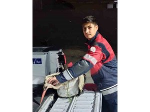 Arsuz’da kayalıklarda yorgun düşen leylek kurtarıldı