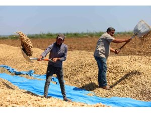 Yer fıstığında hasat başladı: 135 bin ton rekolte hedefleniyor