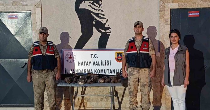 Hatay’da 7 arı şahini avlayan şahsa ceza yağdı