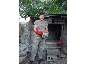 Yaralı şahin tedavi altına alındı