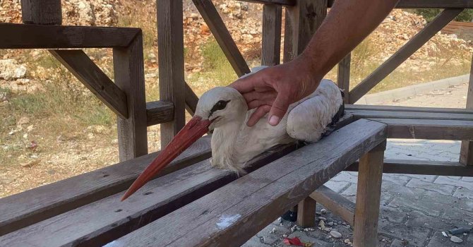 Bitkin düşen leyleğe mahallenin gençleri sahip çıktı