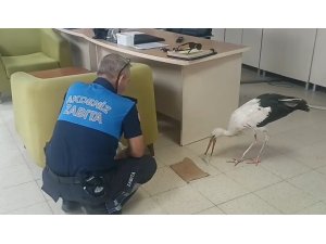Mersin’de yaralı halde bulunan leylek koruma altına alındı