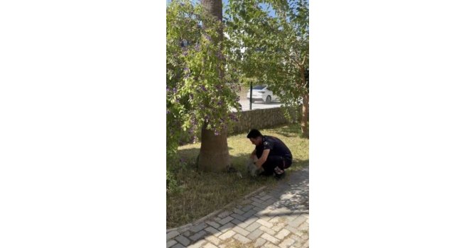Havalandırma boşluğuna düşen 3 yavru kediyi itfaiye kurtardı