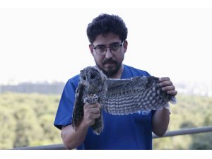 Ebeveynlerinin terk ettiği 3 Alaca Baykuş’un rehabilitasyonu tamamlandı