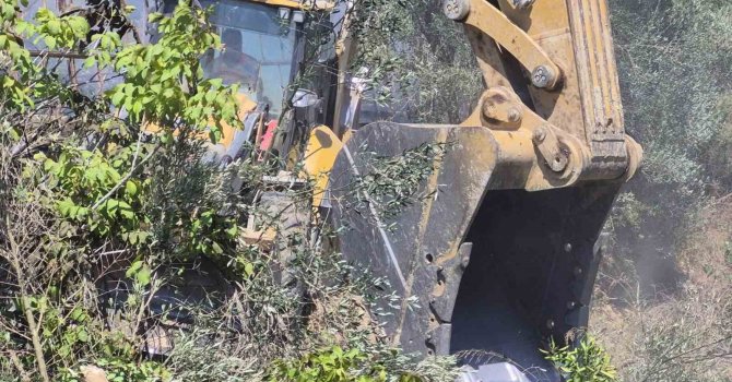 Manavgat’ta zeytinlik yangında 100 ağaç zarar gördü