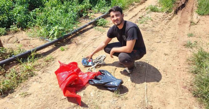 Salçalık biberi önce hırsızlar hasat etti