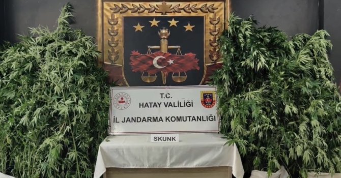 Hatay’da jandarmadan uyuşturucu operasyonu: 371 kök kenevir ele geçirildi