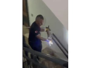 Osmaniye’de apartmanın 3’üncü katına çıkan tilki doğaya bırakıldı