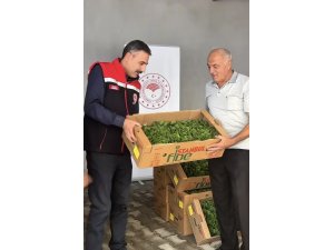 Burdur’da üreticilere 164 bin 500 marul fidesi dağıtıldı