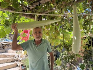 Antalya’da 96 santimetrelik su kabağı şaşkınlığı: Deneme amaçlı ekti, boyu 1 metreye dayandı