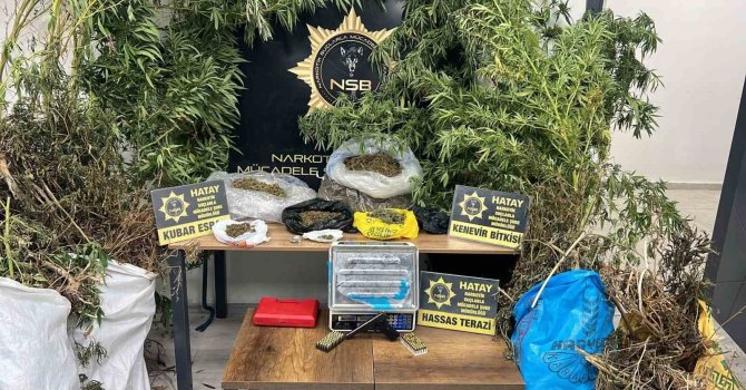 Müstakil evin bahçesinde yetiştirilen kenevirlerin boyu çatıya ulaşınca uyuşturucu taciri yakayı ele verdi