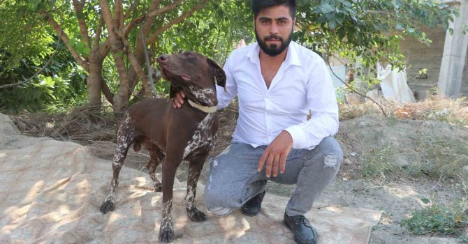 Adana’da köpeğe sopayla şiddet güvenlik kamerasında