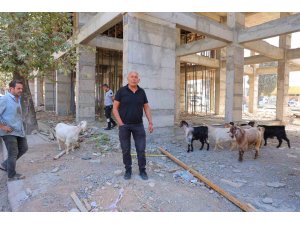 Başıboş gezen 9 keçiyi esnaf buldu, sahibi aranıyor