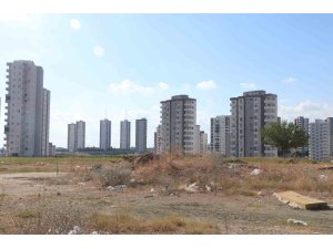 Adana’da cırcır böceği sesleri vatandaşları uyutmuyor