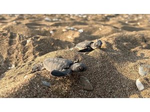 Mersin’den 100 bin yavru ’caretta caretta’ Akdeniz’le buluştu