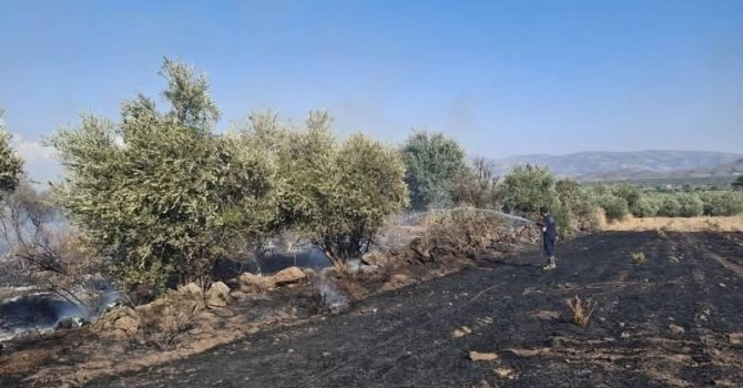 Hassa’da zeytinlik alan ve anız yangını geniş alana yayılmadan söndürüldü