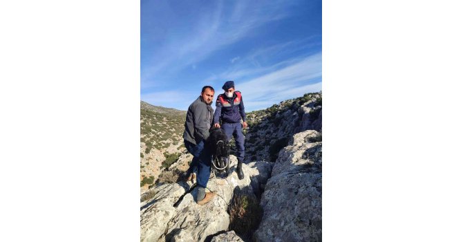 Dağda 72 saat mahsur kalan keçileri jandarma kurtardı