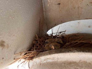 Miksere yuva yapan kumruların uçmasıyla 45 gün sonra araç yeniden çalıştı