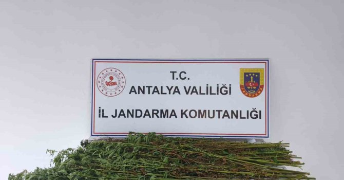 Serik’te 80 kök kenevir bitkisi ele geçirildi