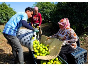 Adana’da mandalina hasadı başladı: Kilogramı dalında 8-10 liradan alıcı buluyor