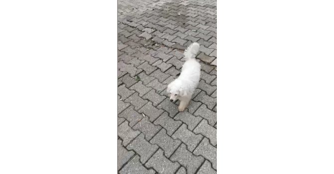 Motosikletle kovalayıp çaldıkları Pamuk’u polis buldu