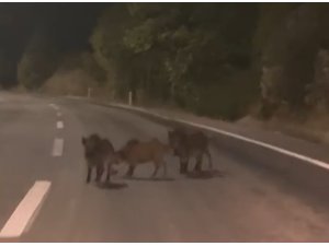 Kahramanmaraş’ta yolda domuz sürüsü