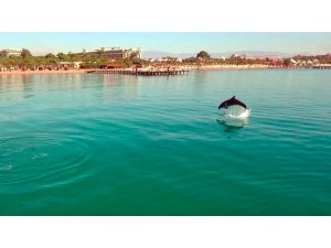 Sezonun bittiği Antalya’da sahiller yunuslara kaldı