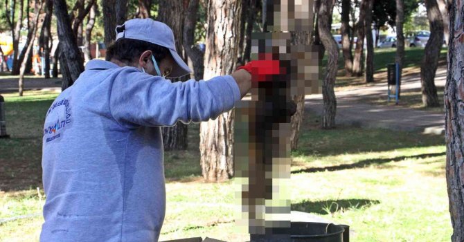 Yanarak telef olan kedinin çöp kutusuna atılması tepki çekti