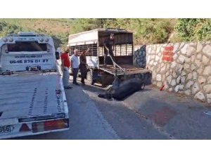 Mersin’de kamyonetten düşen büyükbaş hayvan bayıltılarak götürüldü